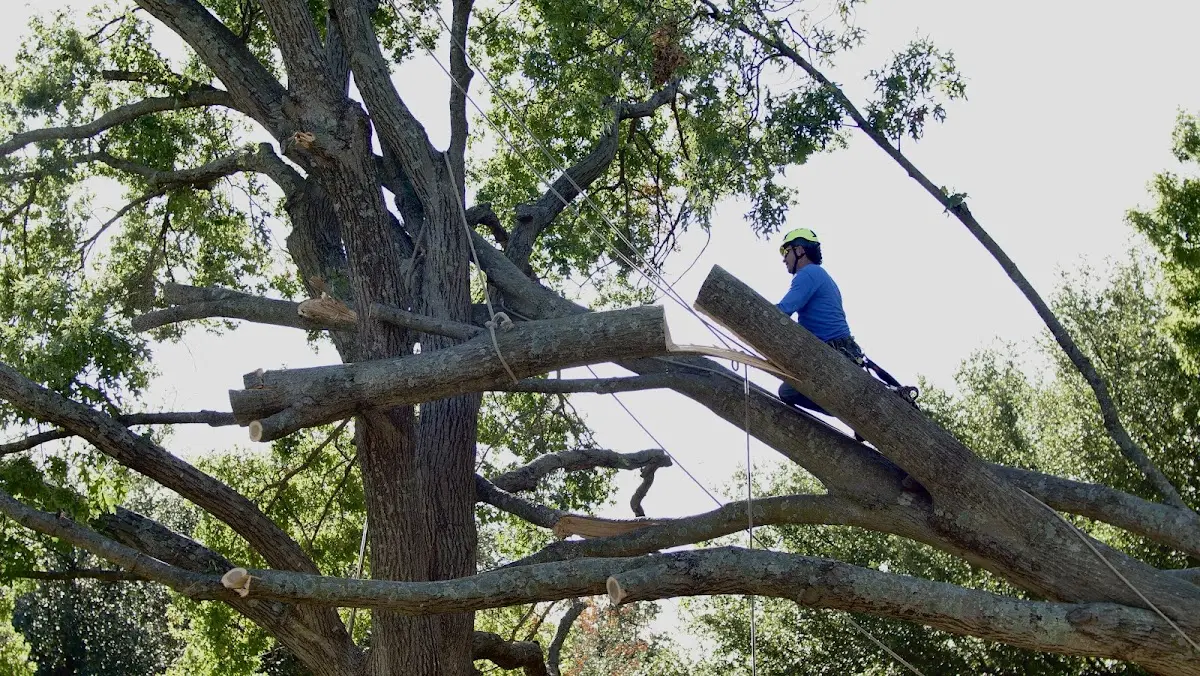 Professional Crown Thinning performed by certified arborists in San Angelo